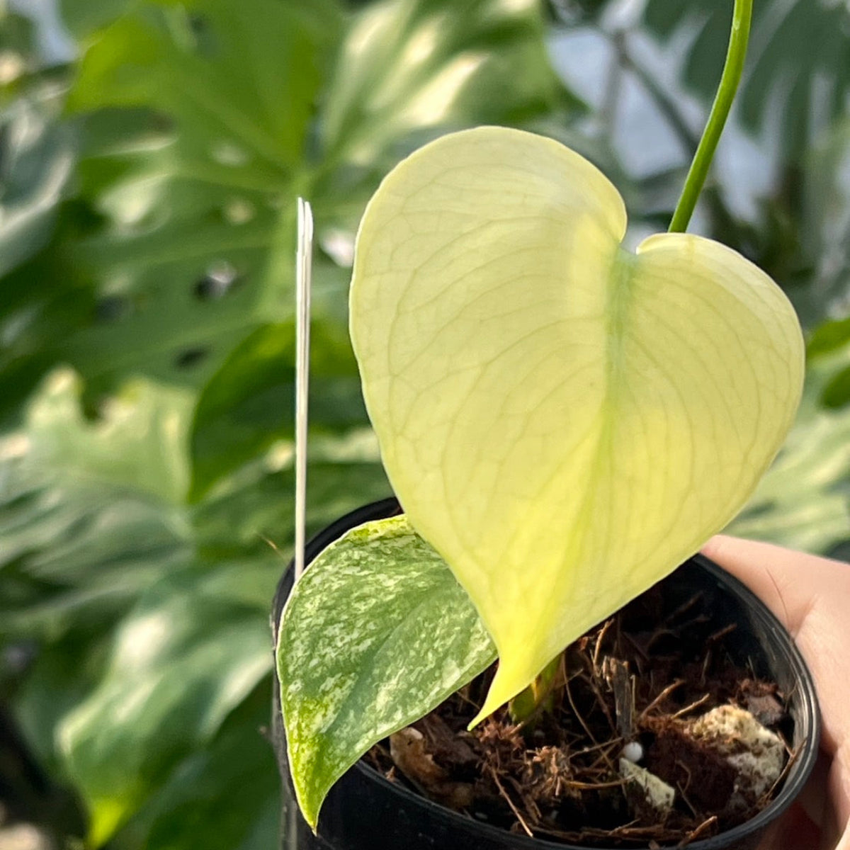 50%OFF【選抜】モンステラ デリシオーサ 'ホワイトモンスター – RARE