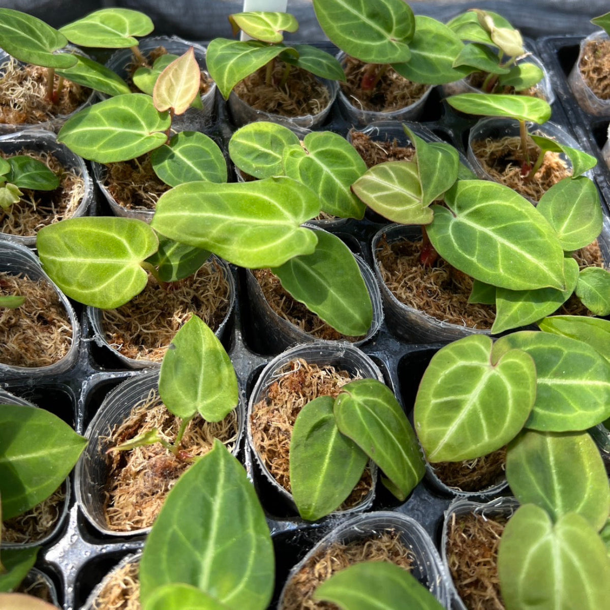 アンスリウム Anthurium 'King of Spades(KOS) hybrid – RARE PLANTS