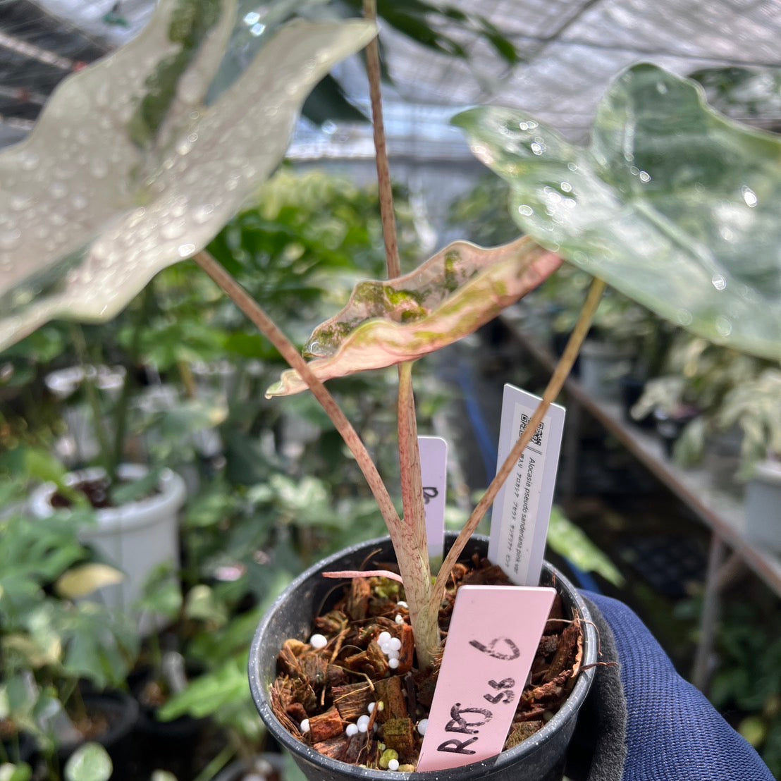 コレクション／親株サイズ】アロカシア プセウド サンデリアナ ピンク