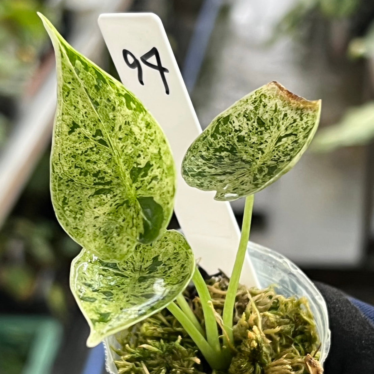 シロウト園芸選抜】【希少】アロカシア 'ドラゴンスケール' ミント 2号