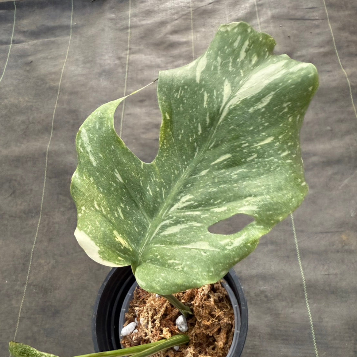 コレクション/希少】モンステラ デリシオーサ 'スターライト' – RARE