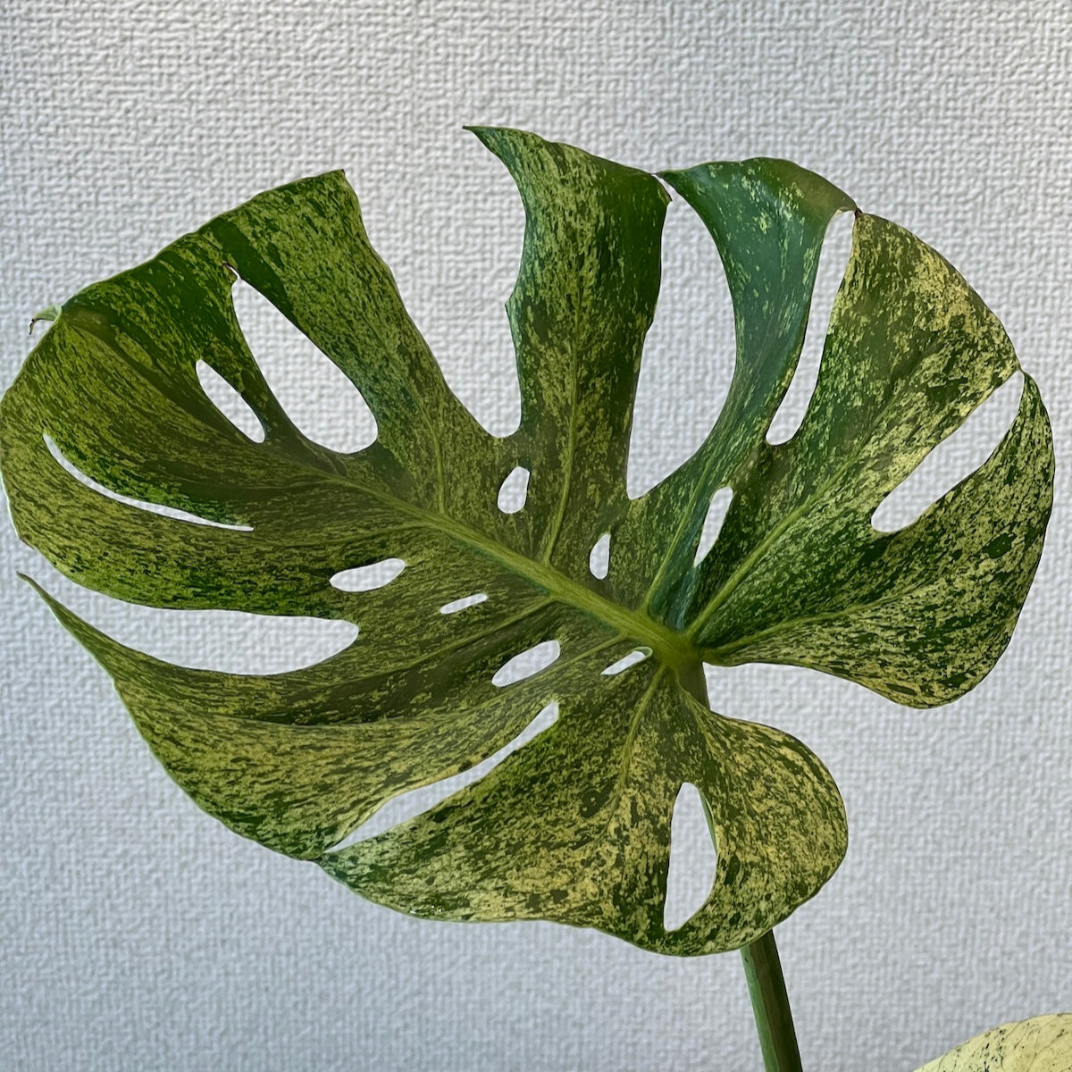 コレクション】モンステラ・デリシオーサ 'サイアムミント' – RARE