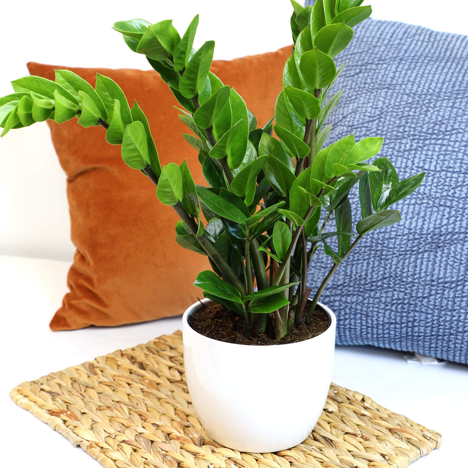 ZZ Plant: Easy Live Houseplant - (6” Pot) – Easy Plant Care