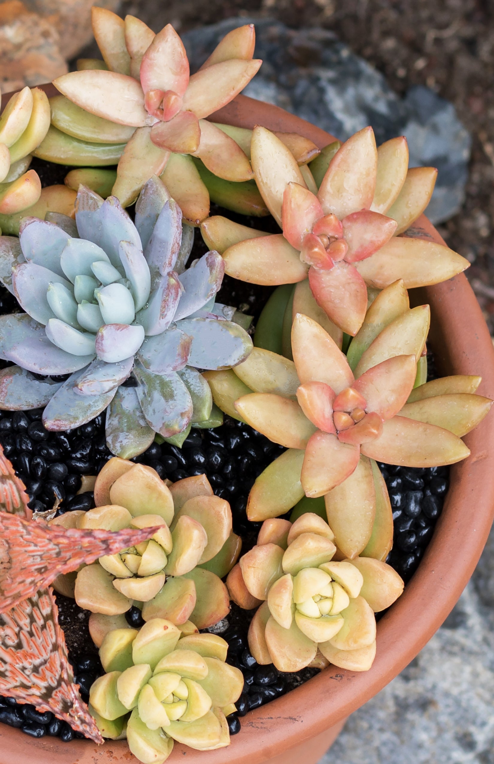 Garden Champions™ Sedum adolphi “Golden Sedum” – Altman Plants