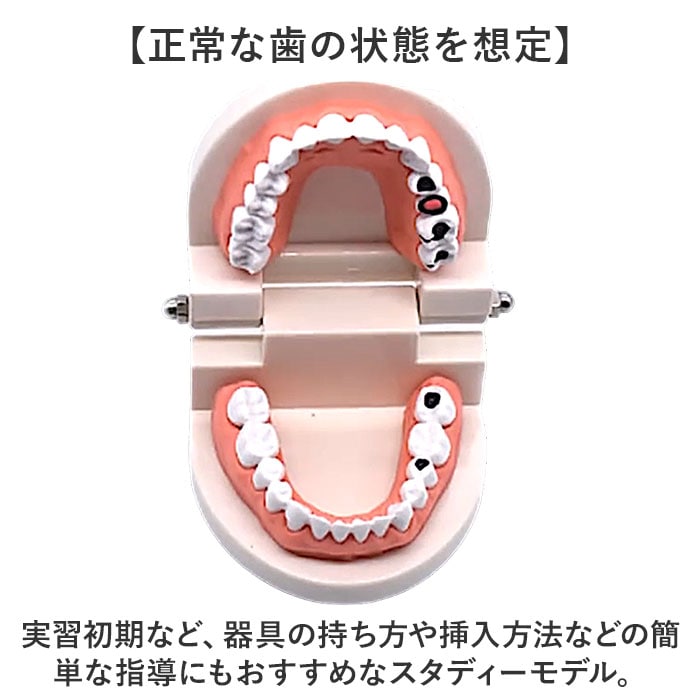 歯 模型 通販 歯列模型 歯模型 実物大 180度 開閉式 歯科 歯根 口内 上