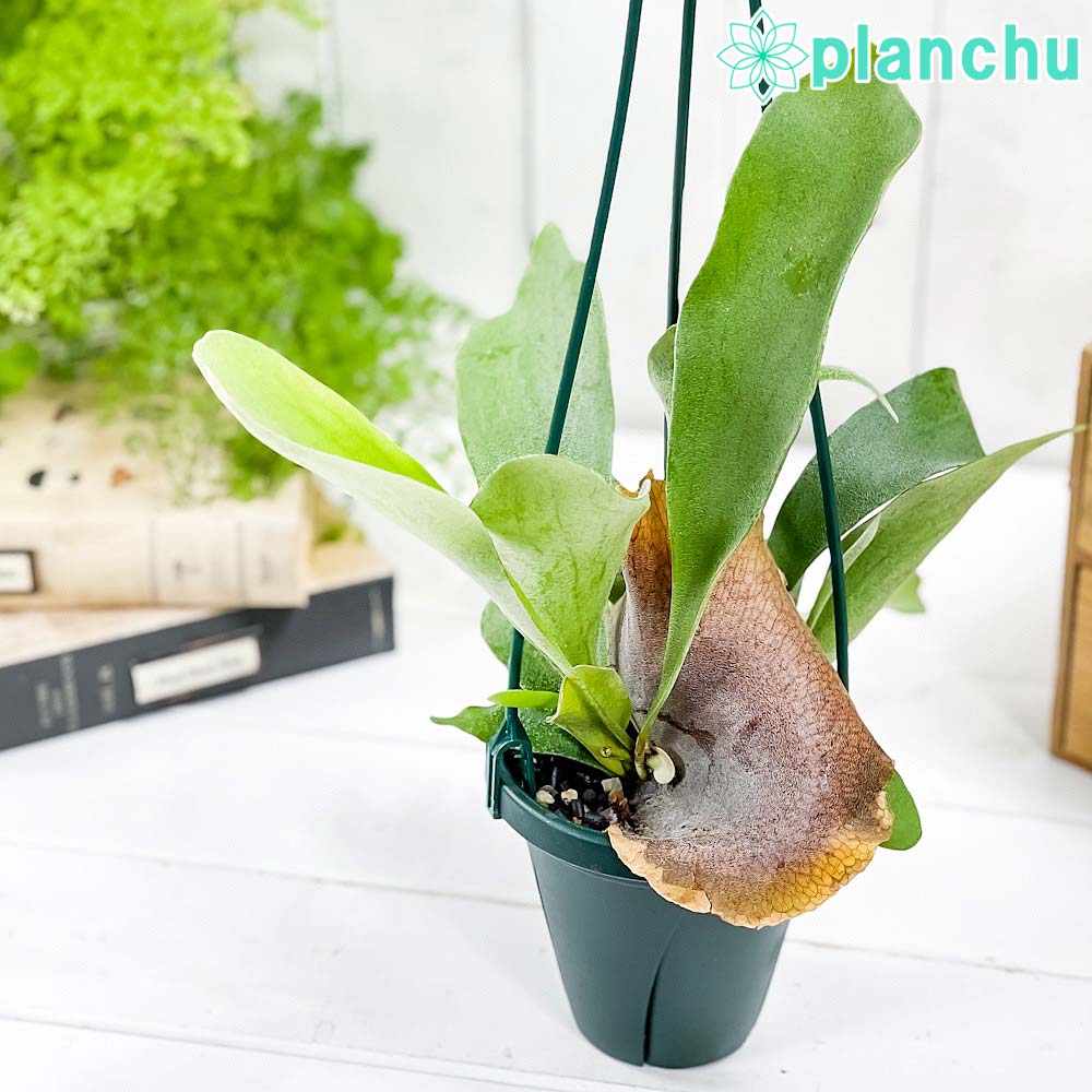 プラティケリウム（ビカクシダ） – 観葉植物専門店プランチュ