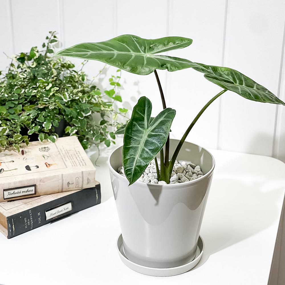 PLANCHU 観葉植物 アロカシア ロンギロバ 5号鉢 受け皿付き 育て方説明