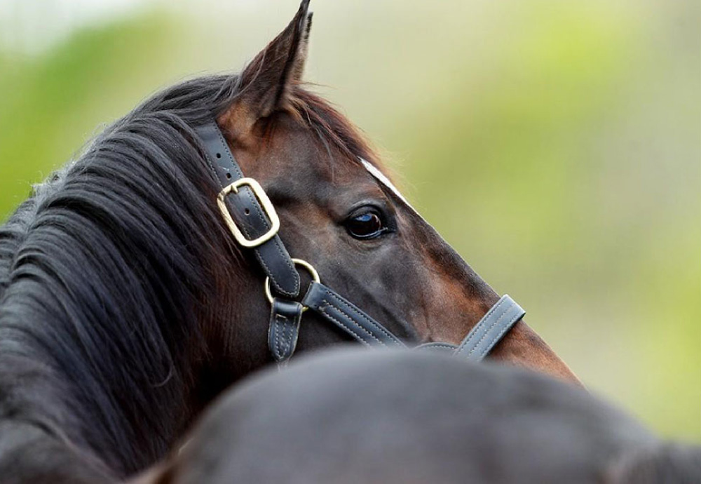 種牡馬詳細 | 社台スタリオンステーション 社台スタリオンステーション