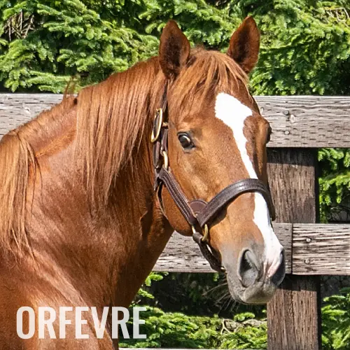 社台スタリオンステーション