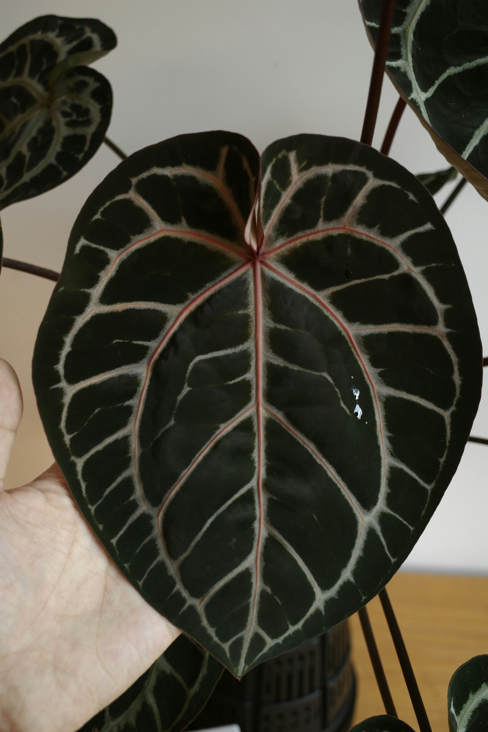 MonsteraX Marketplace | Anthurium docblock 'scarlet' x select pap