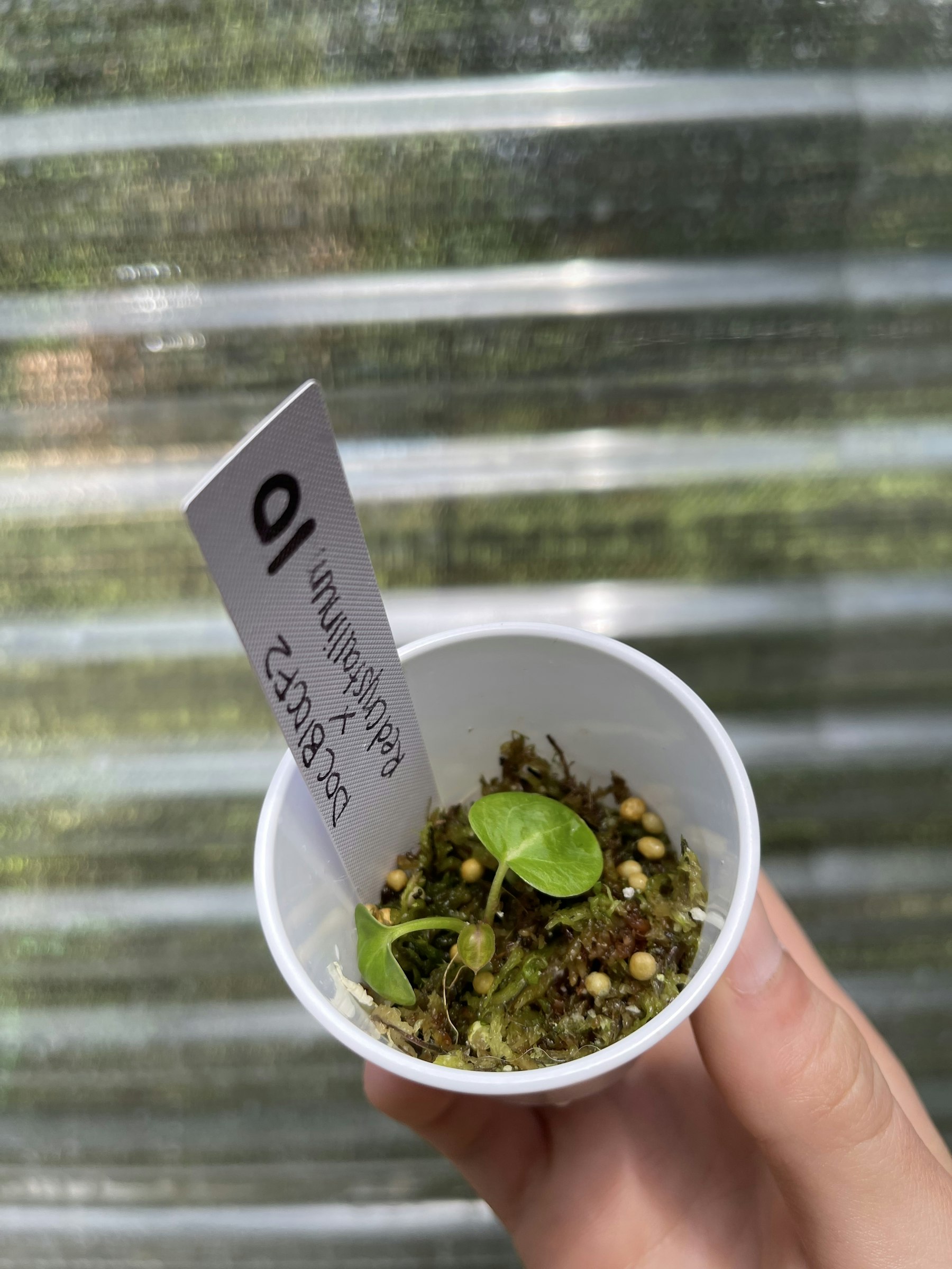 MonsteraX Marketplace | Anthurium doc bloc f2 x red crystallinum