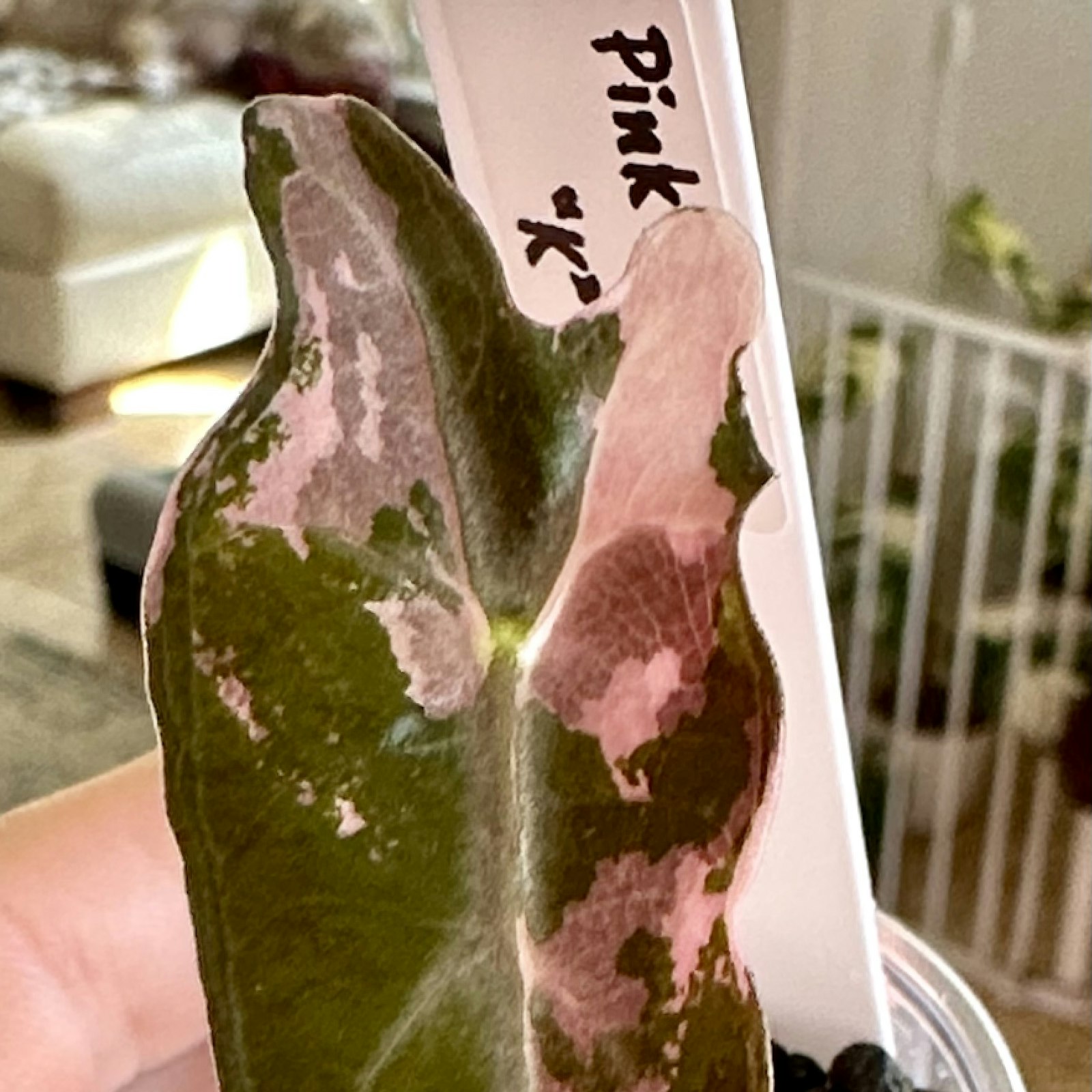 MonsteraX Marketplace | Alocasia Pink Nobilis 'K' version 🌱 - $778