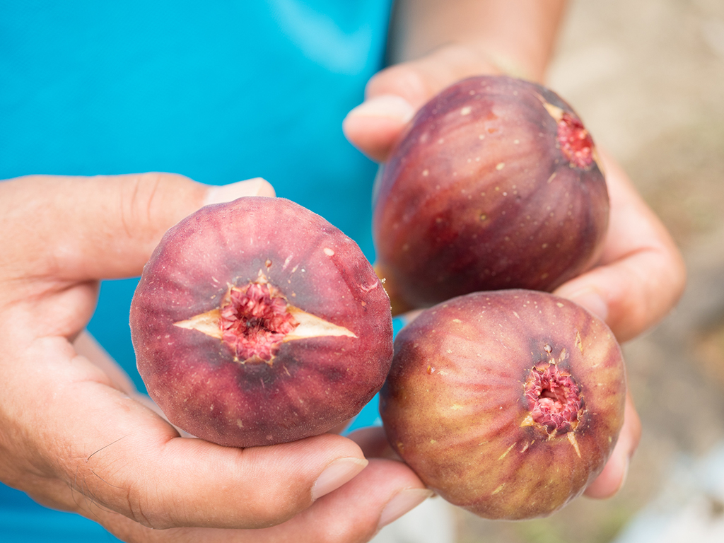 いちじく｜産品
