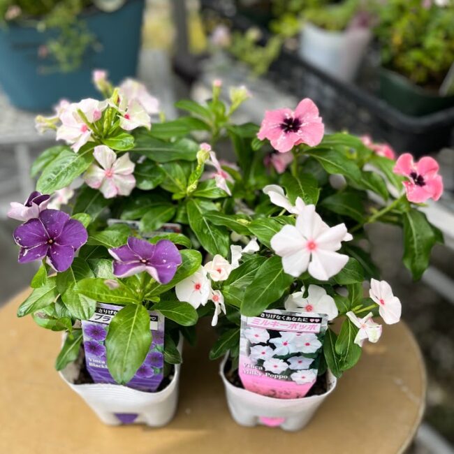 ニチニチソウ 北島園芸さん 3.5寸 - 工房静寛