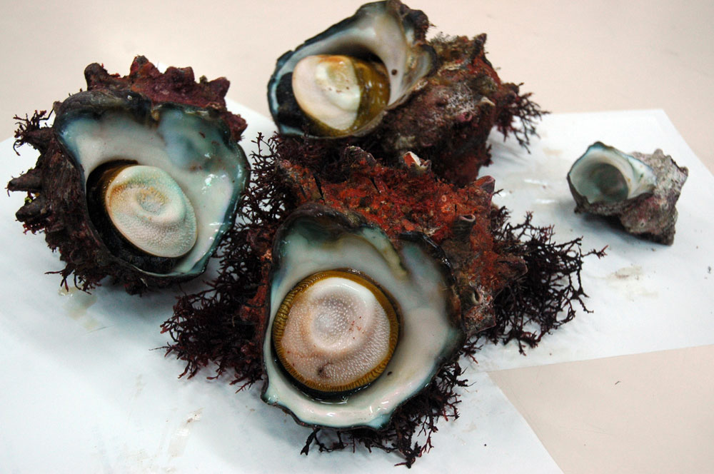 食彩の王国」に取り上げられた下田S級サザエ | 伊豆下田100景