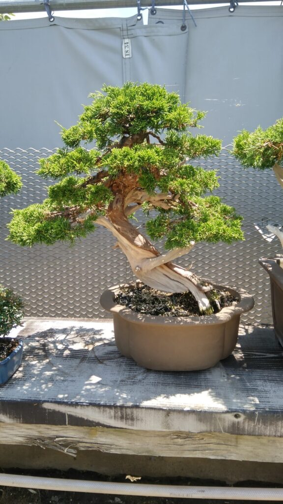 盆栽の樹形を知って、魅力的な世界に足を踏み入れよう！ - 東松島市真