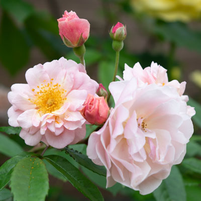 ハイブリッド・ムスク (HMsk)｜篠宮バラ園