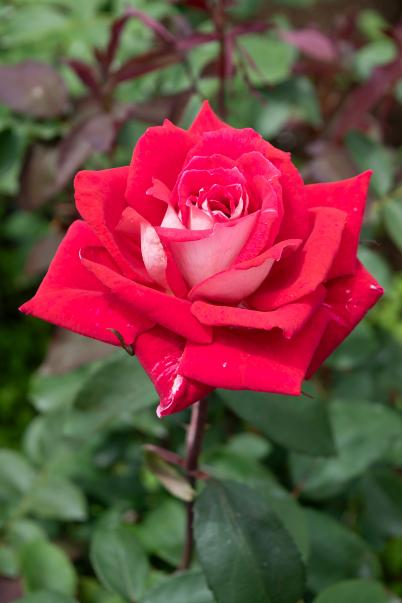 ラブ ｜バラ苗の通販の篠宮バラ園