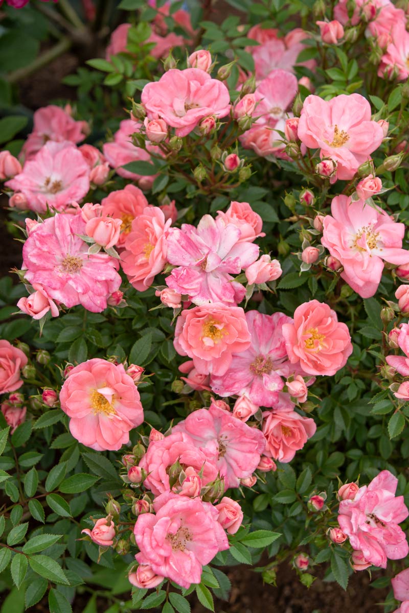 花見川 ｜バラ苗の通販の篠宮バラ園