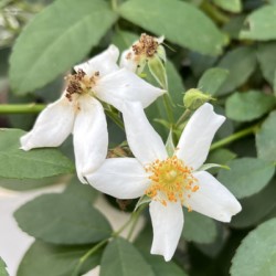 アルベリック バルビエ｜バラ苗の通販の篠宮バラ園