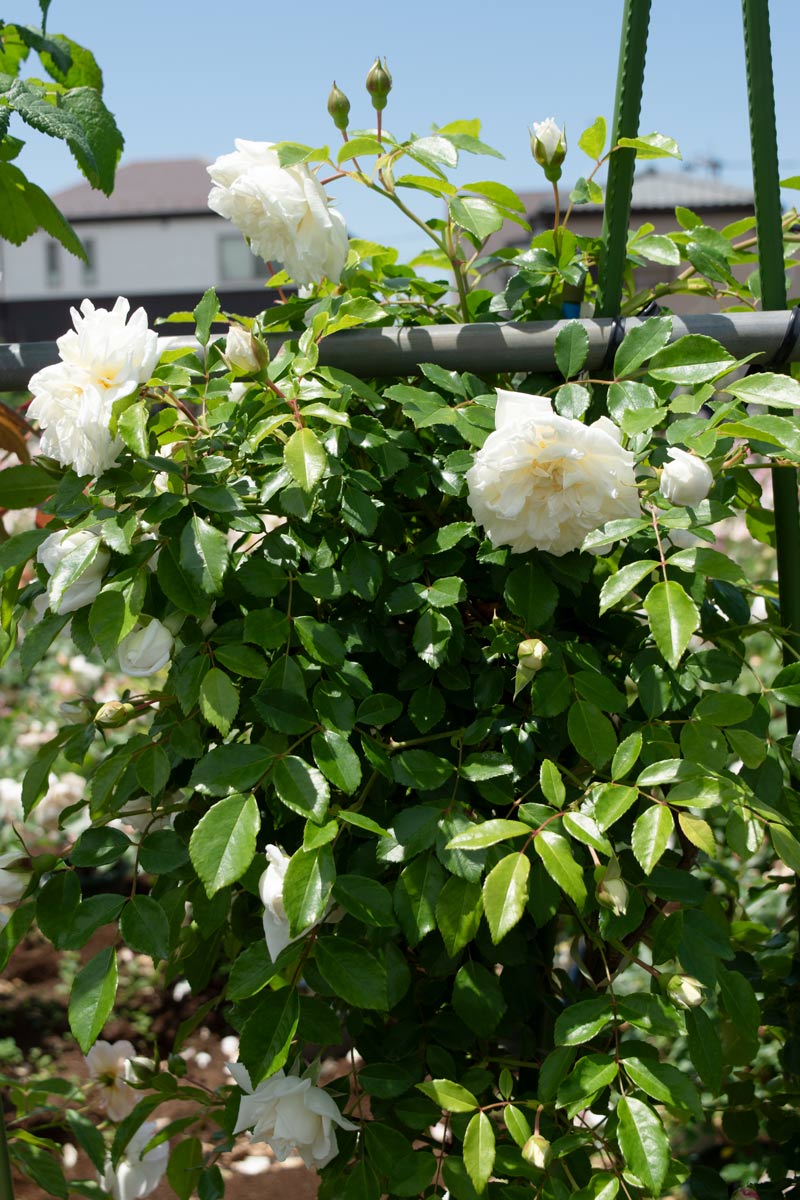 アルベリック バルビエ｜バラ苗の通販の篠宮バラ園