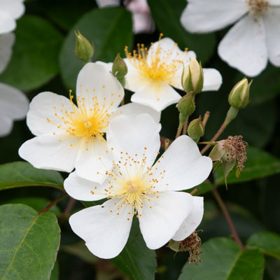 原種 | バラ苗のネット通販の篠宮バラ園