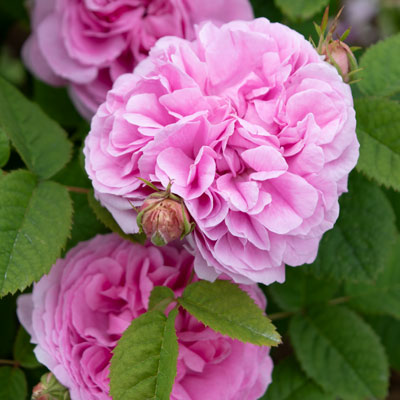 ポートランド (P)｜篠宮バラ園