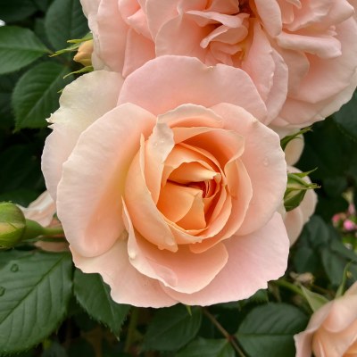 アルベリック バルビエ｜バラ苗の通販の篠宮バラ園