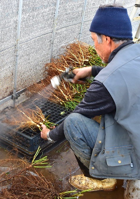 バラ台木専用出品 冬季限定 自家製の台木｜バラ苗の通販の篠宮バラ園
