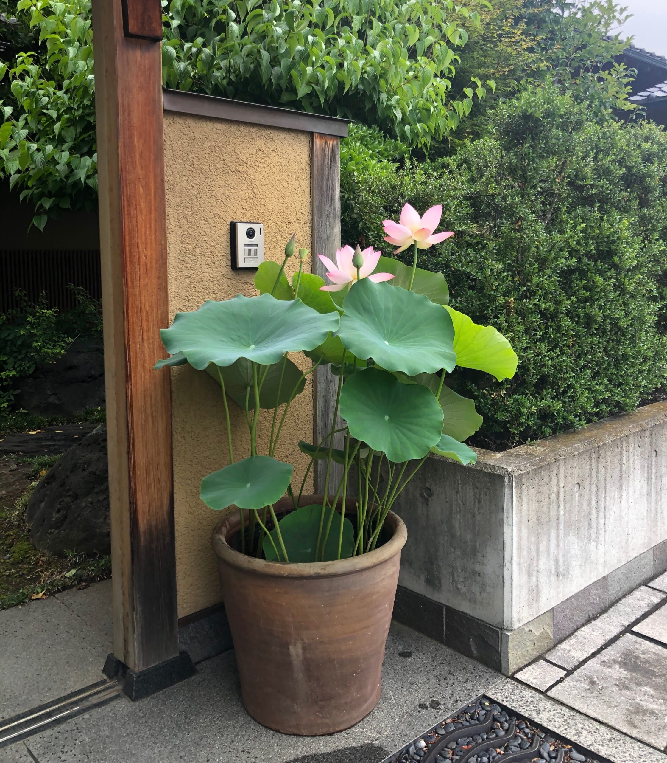 蓮鉢レンタル始まります。7月盆にも対応可 | やまもと農園