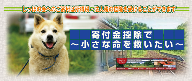 うちのこ肖像画 売り上げの一部を地元の犬猫保護団体に寄付させて頂き