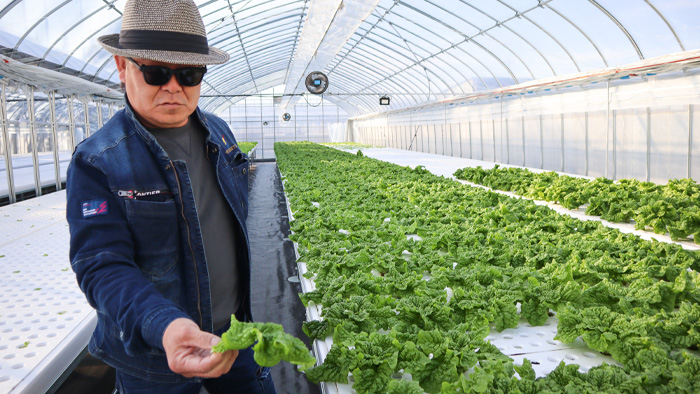 サンチュが大人気！電気工事会社が挑戦した水耕栽培の方法とは | 施設