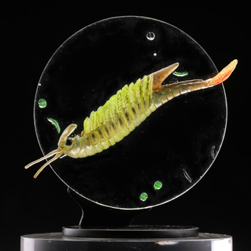 ミクロコスモス～プランクトン大全～ | 博物と古物の奇妙な雑貨店