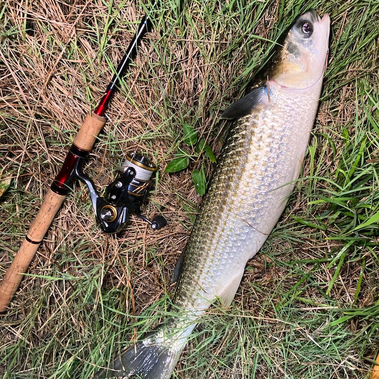 丁度いい5ピース Scorpion 2651-R5 インプレ | Sinya Tyoukou.com