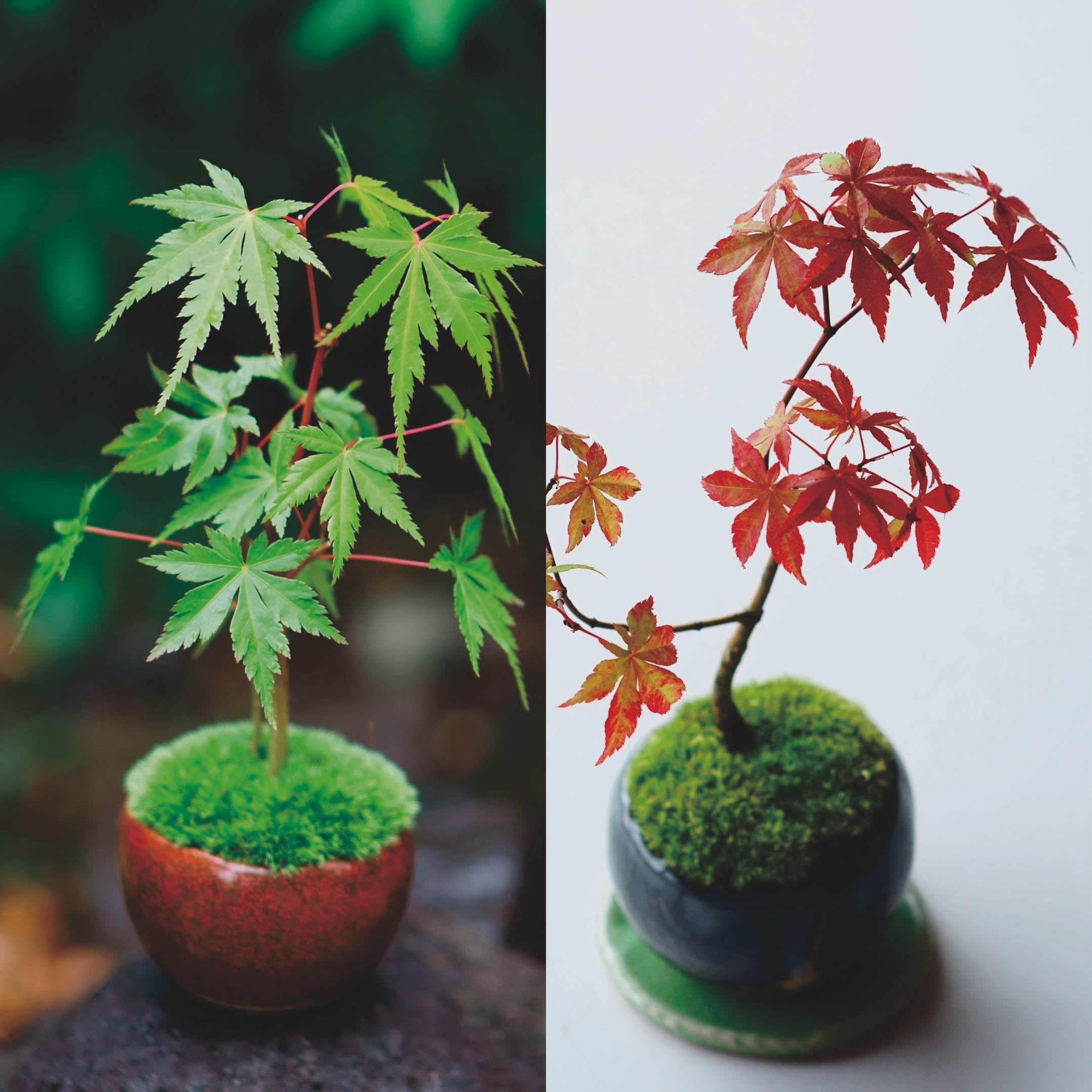 四季と盆栽〈秋〉｜特集ページ