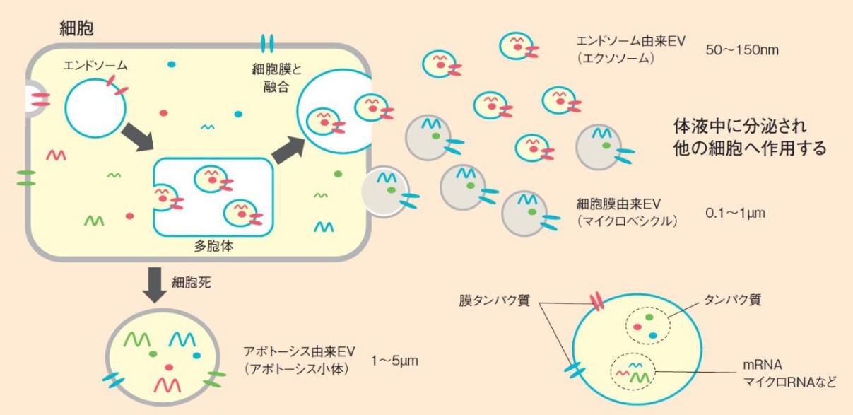 エクソソームを含む細胞外小胞(EV)精製キット