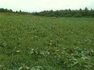 一般社団法人日本草地畜産種子協会