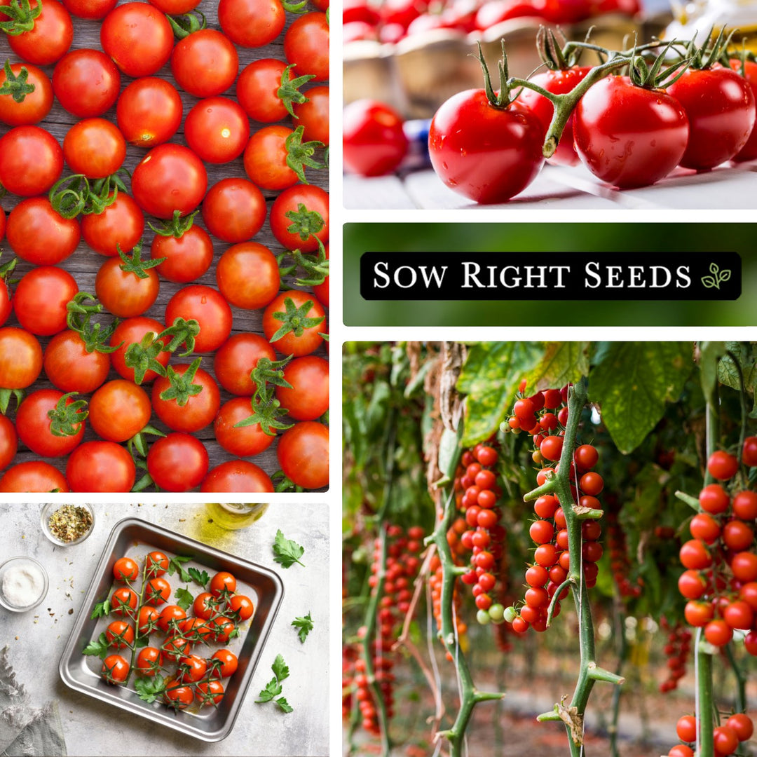 Large Red Cherry Tomato Seeds for Planting | Classic Salad Variety