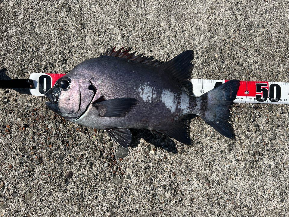 石鯛 カゴ釣り 堤防車輪留めピトン アンカー不要 石鯛 ピトン」の人気