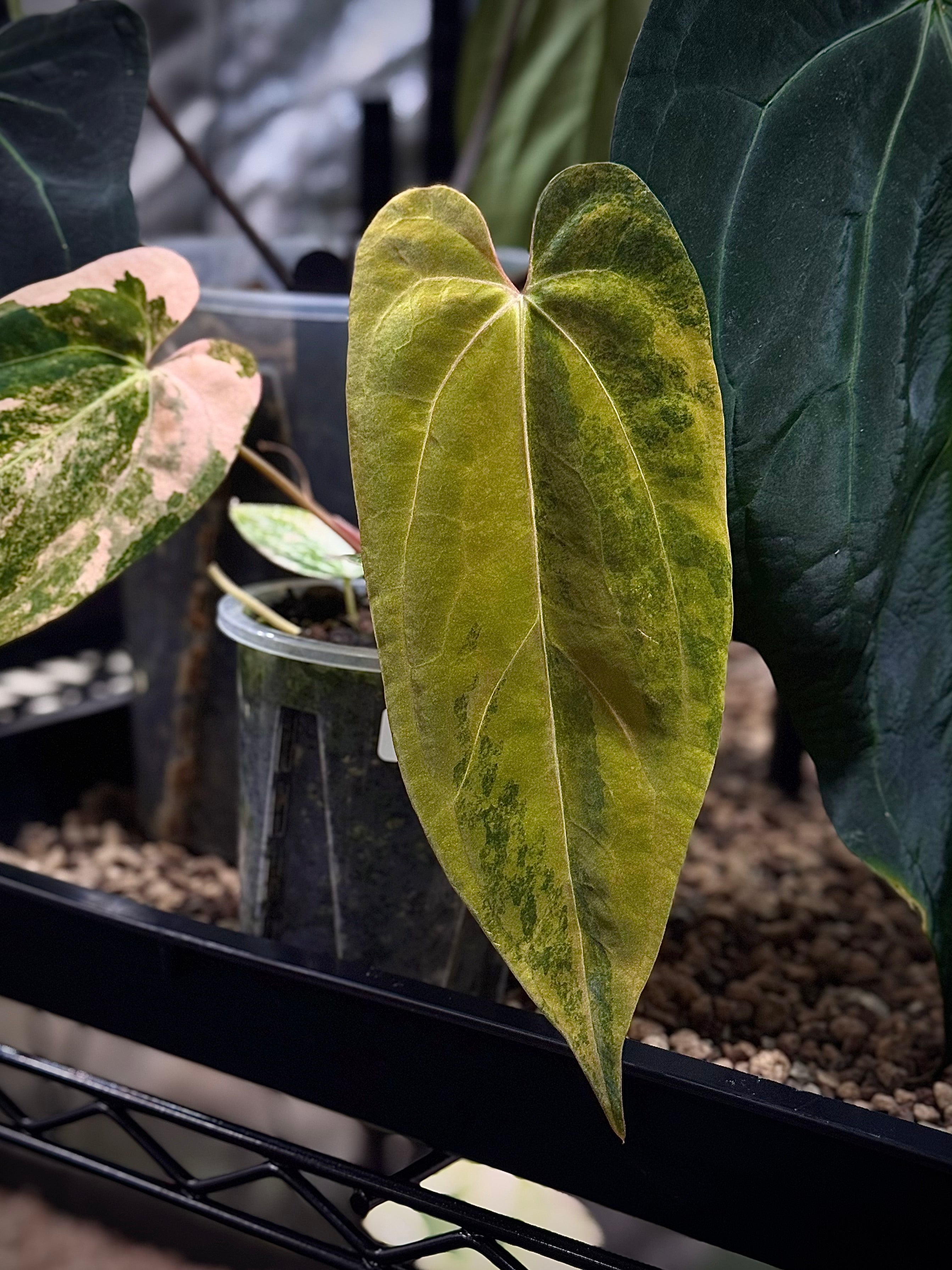 7816FA03-9743-40C6-B01A-