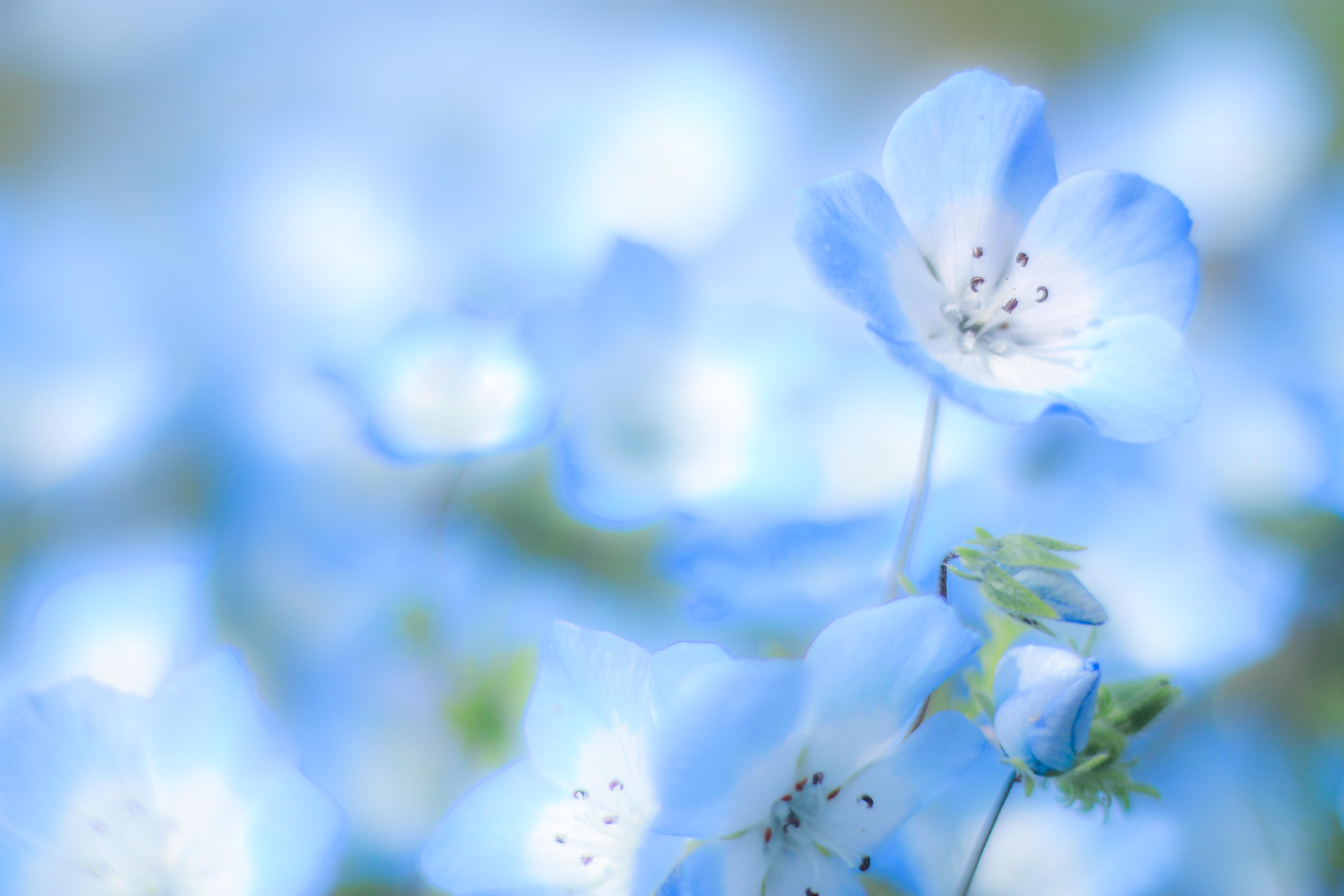 ただ撮るだけで上級者っぽく見えるレンズ『EF 50mm F1.8 STM』作例