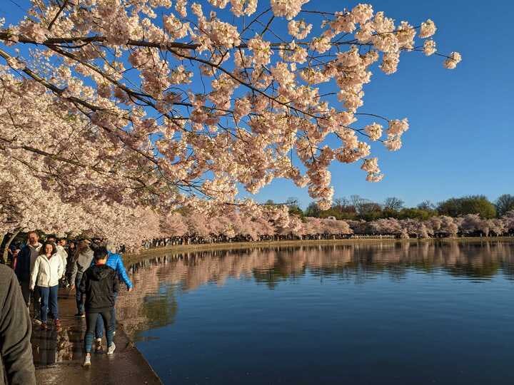 Don't forget to stop and smell the blossoms at D.C.'s National