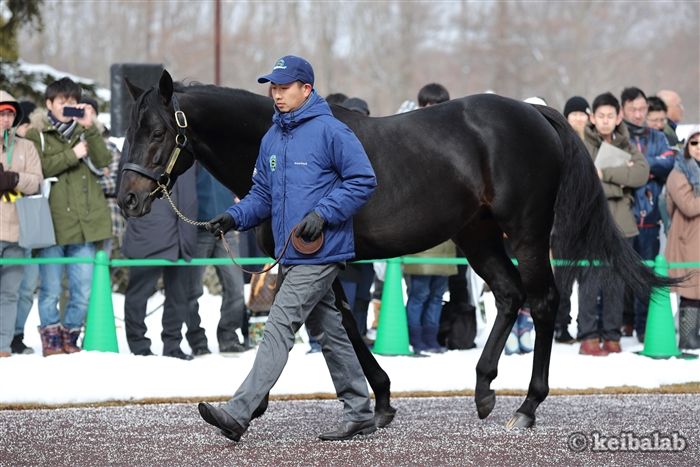 エイシンフラッシュ - Eishin Flash - 競走馬データベース | 競馬ラボ