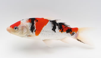 水槽で見る錦鯉図鑑｜お役立ち情報 アクアリウム｜スペクトラム