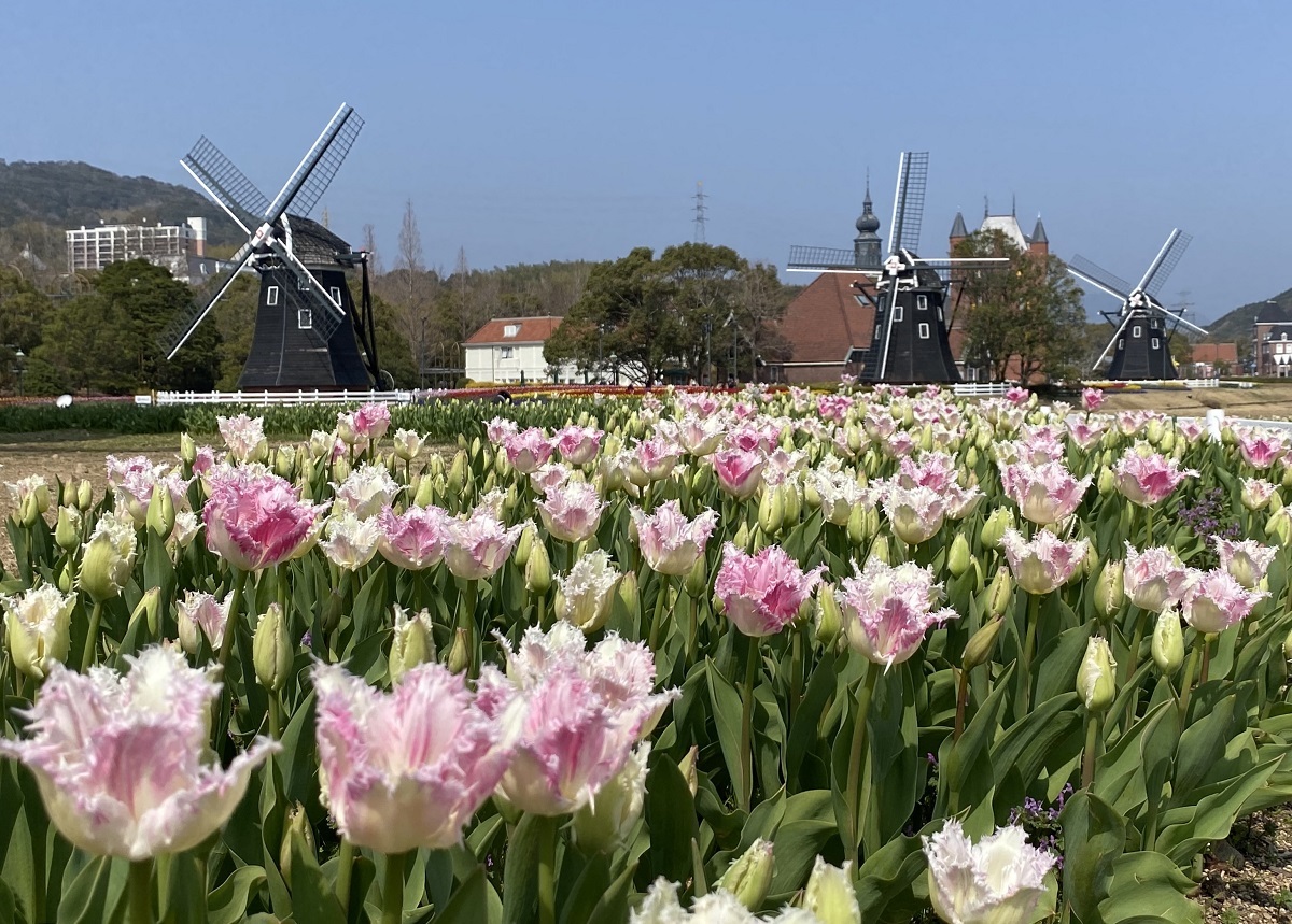 画像】「ハウステンボス」という名のチューリップが一面に広がる花畑が