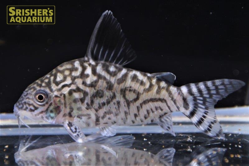 コリドラス レティキュラータス｜コリドラスの仲間 - Corydoras