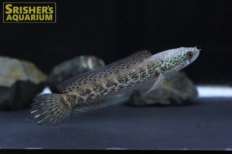 バイオレットスネークヘッド｜ポリプテルス・スネークヘッドの仲間