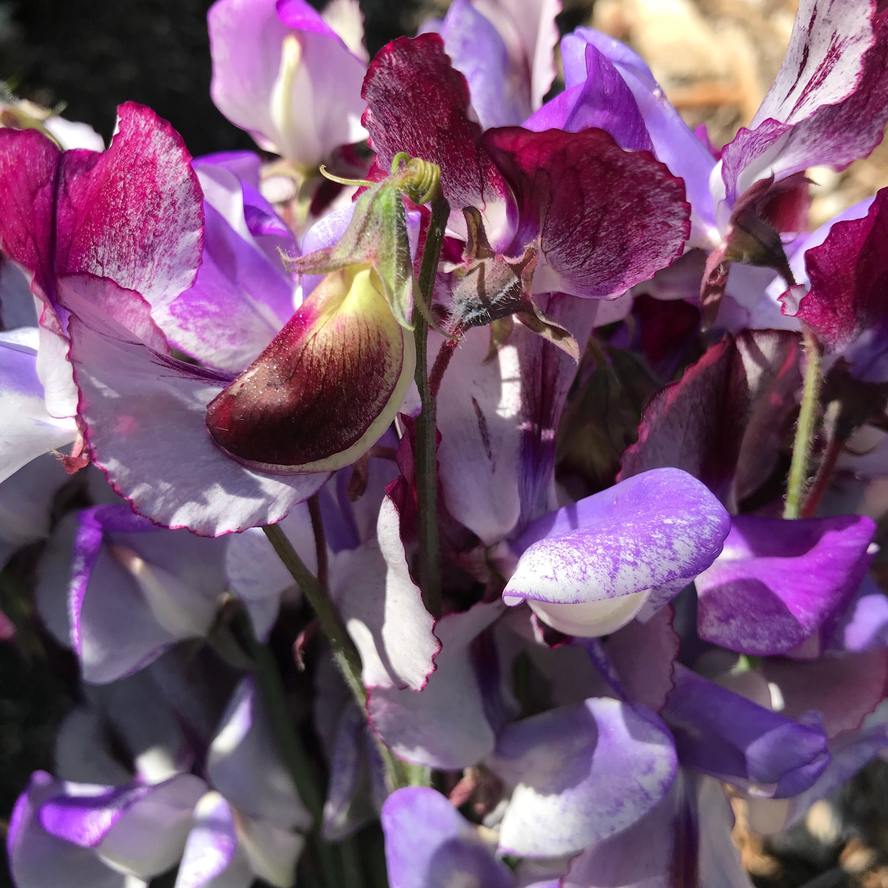 Sweet Pea Three Times As Sweet Seeds