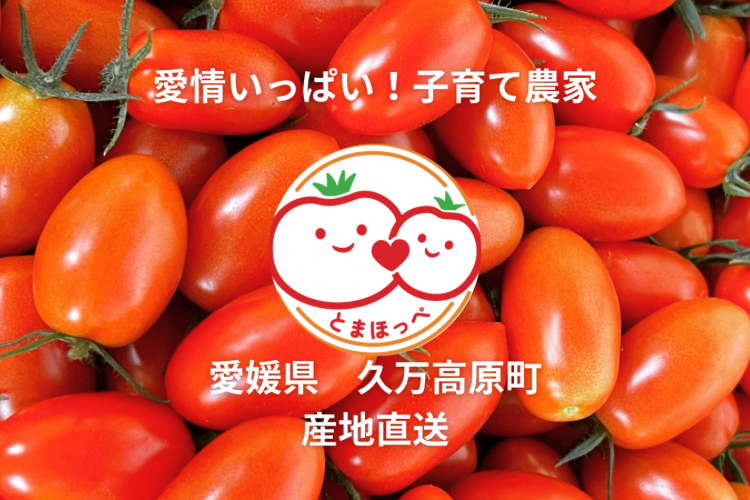 とまほっぺ】アイコトマト 2kg｜愛媛・久万高原直送｜リベシティ