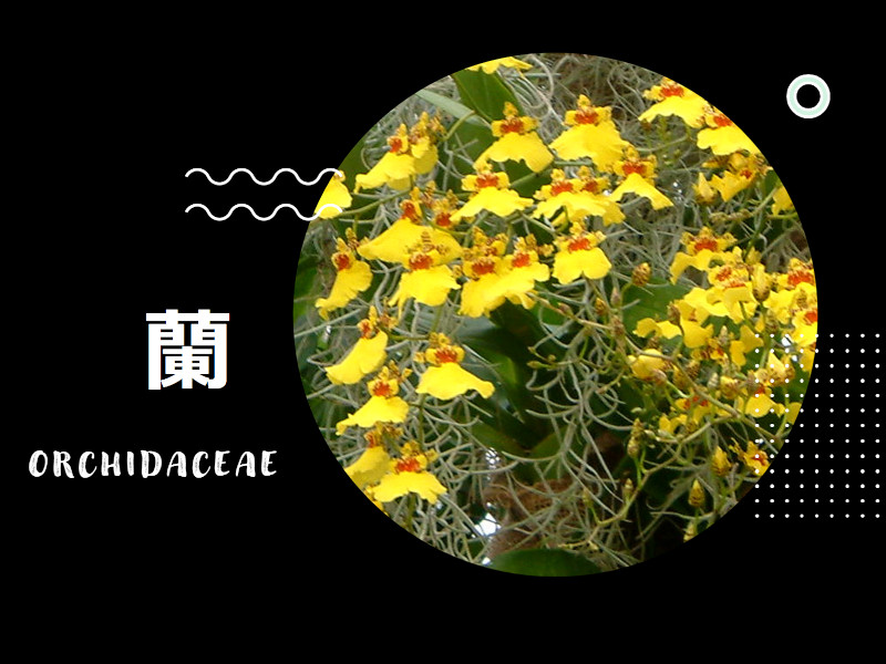 ランらしい蘭 | かぎけん花図鑑